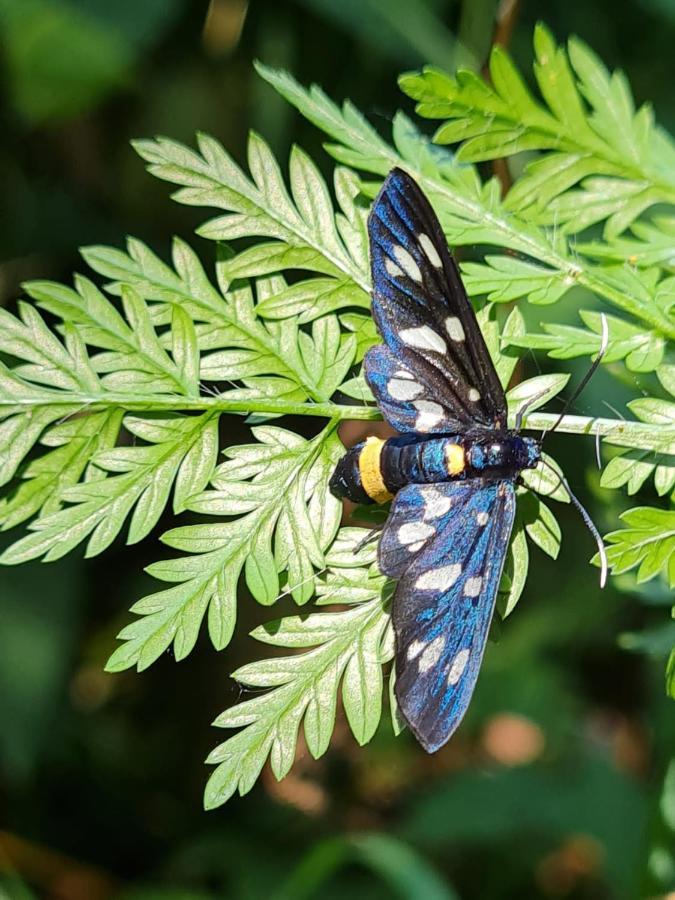 Jugul Taranului Agropensiune Polovragi, Gorj Villa Bagian luar foto